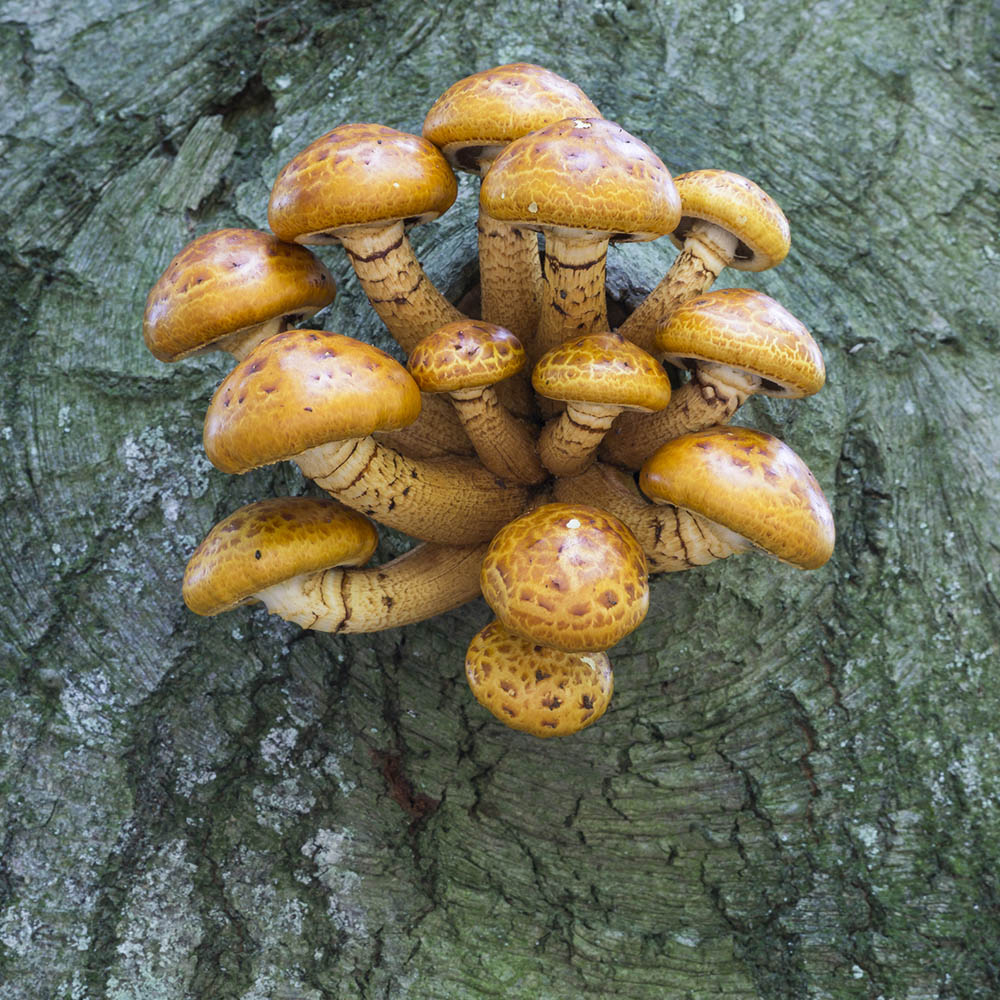 A cluster of fresh chestnut mushrooms