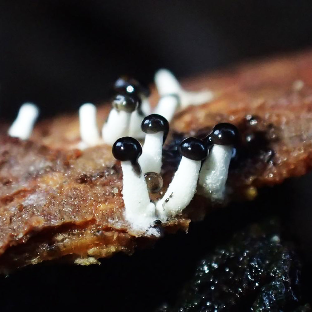 Abalone Mushroom (Pleurotus cystidiosus)