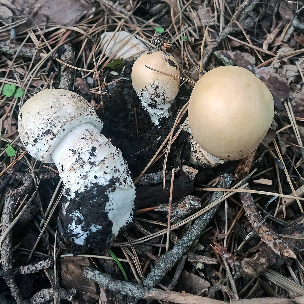 Snowy Wood Mushroom (Agaricus excellens)
