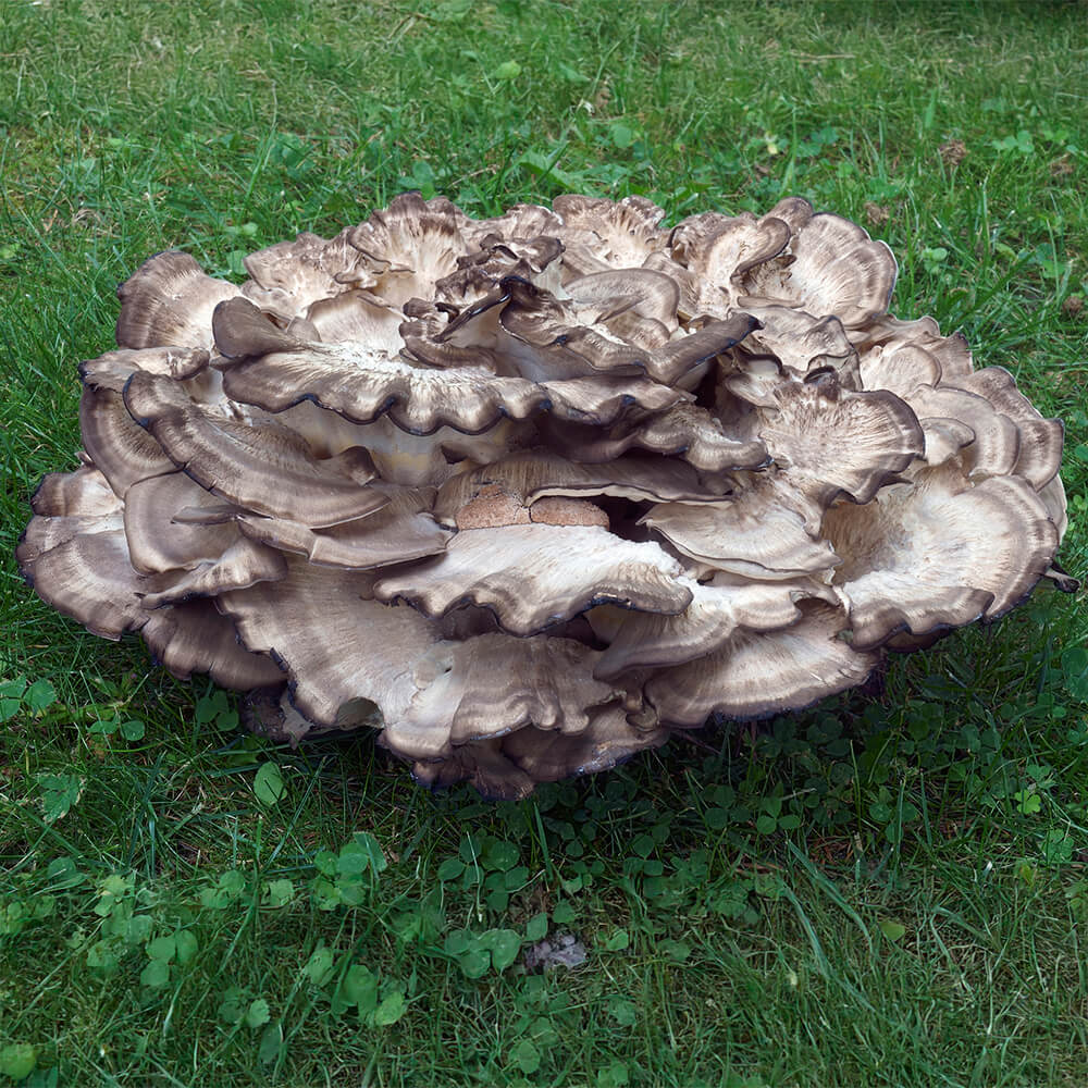 Black Staining Polypore (Meripilus sumstinei)
