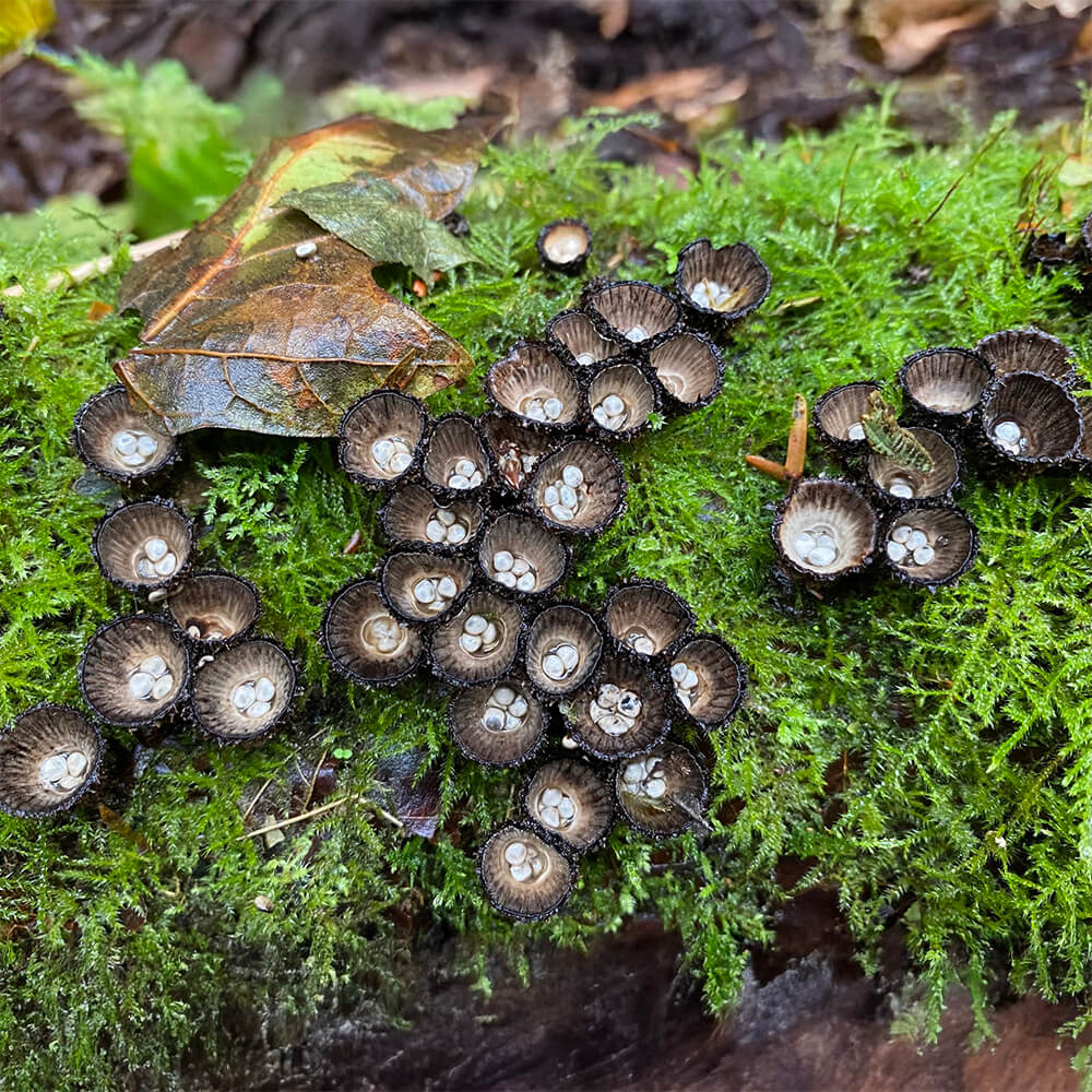 Fluted Bird’s Nest (Cyathus striatus)