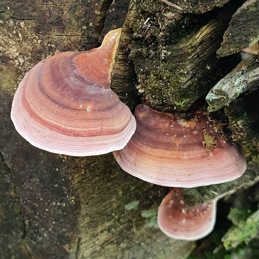 Fee's Polypore (Fomitopsis feei)
