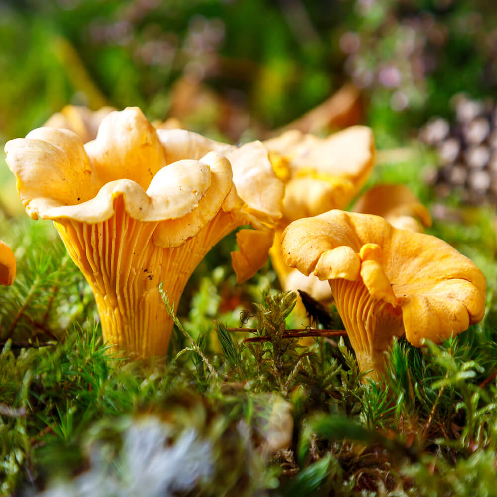 Golden Chanterelle (Cantharellus cibarius)
