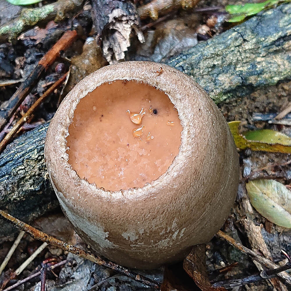 Ice Apple Mushroom (Trichaleurina javanica)