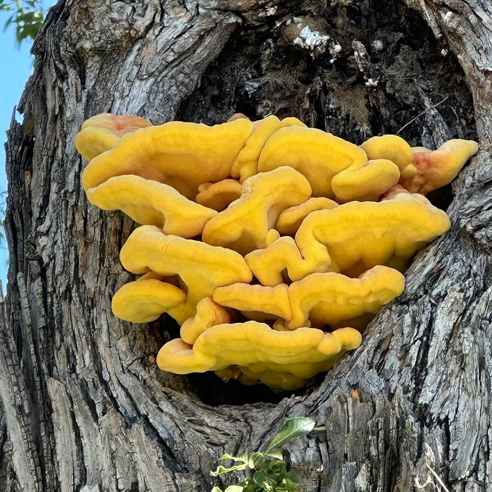 Chicken of the Woods – Western (Laetiporus gilbertsonii)