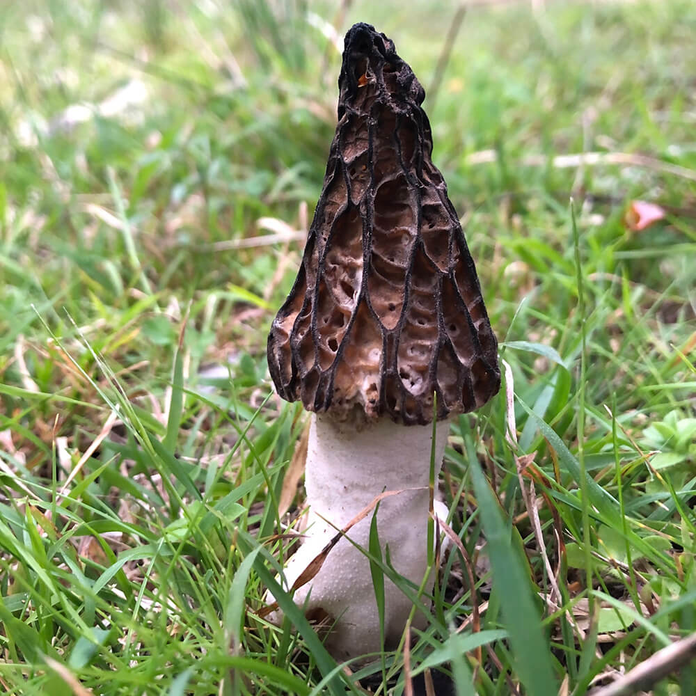 Morchella australiana