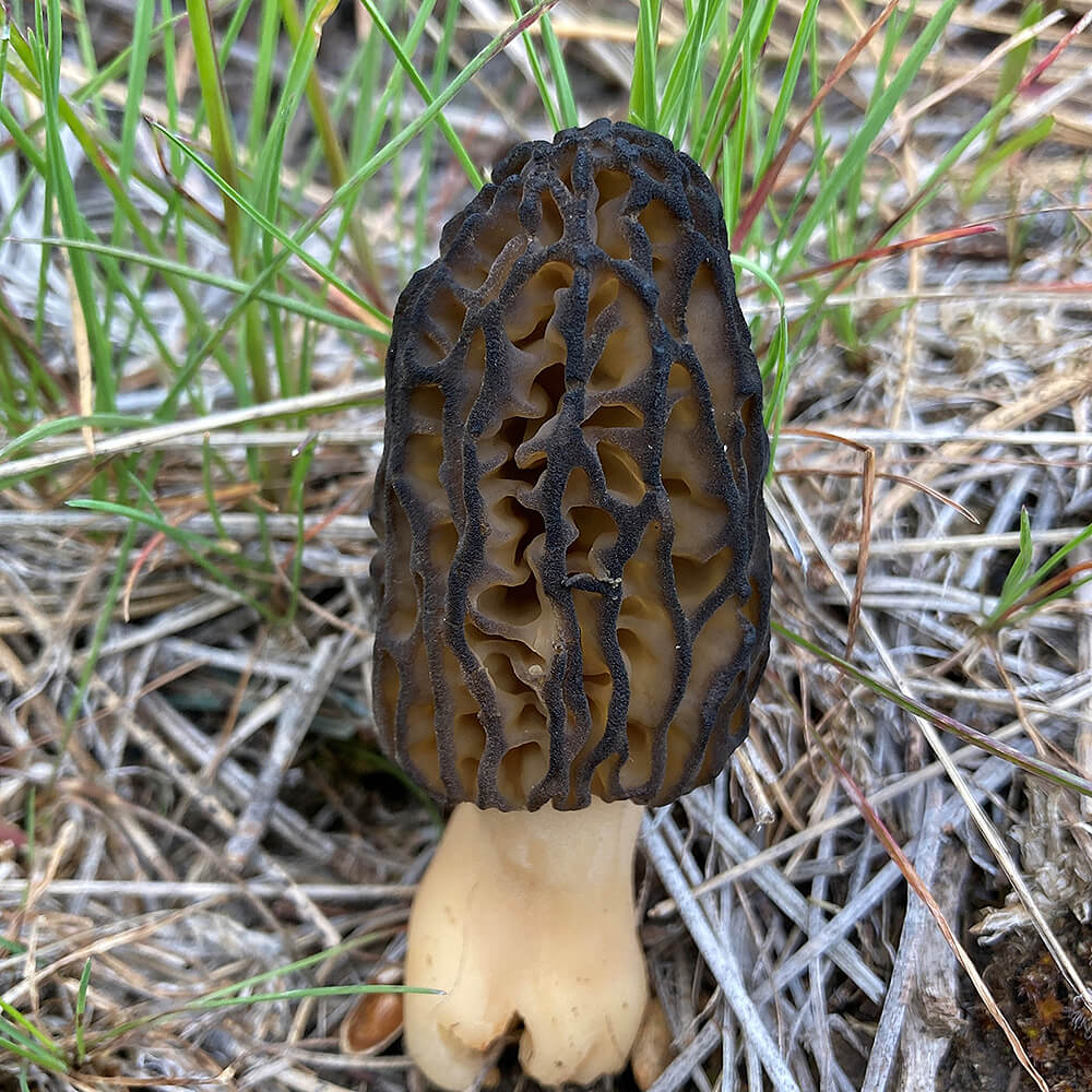 Morchella brunnea