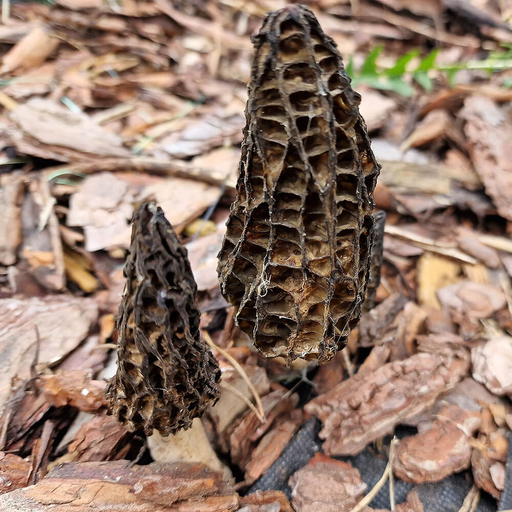 Morchella elata