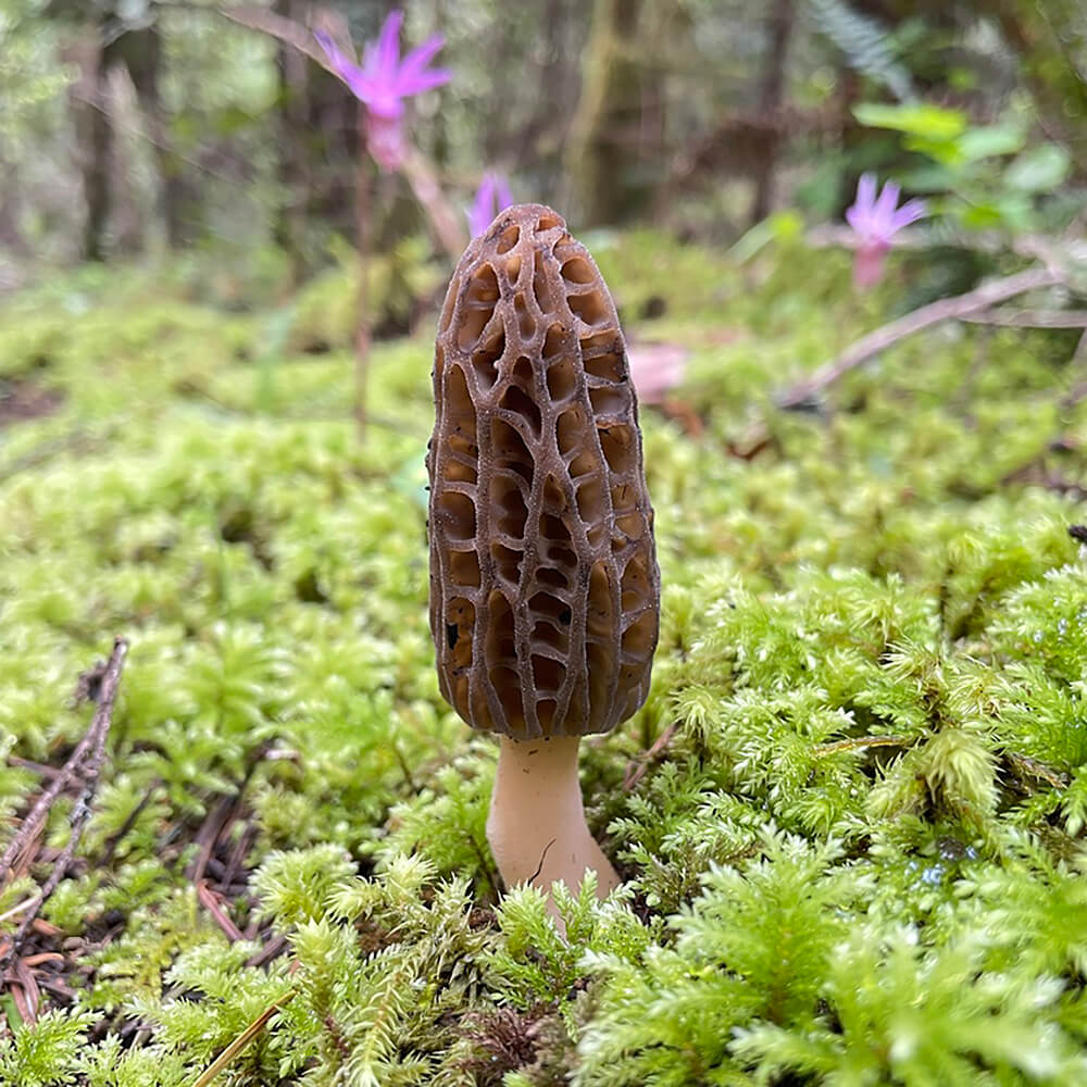 Morchella eohespera