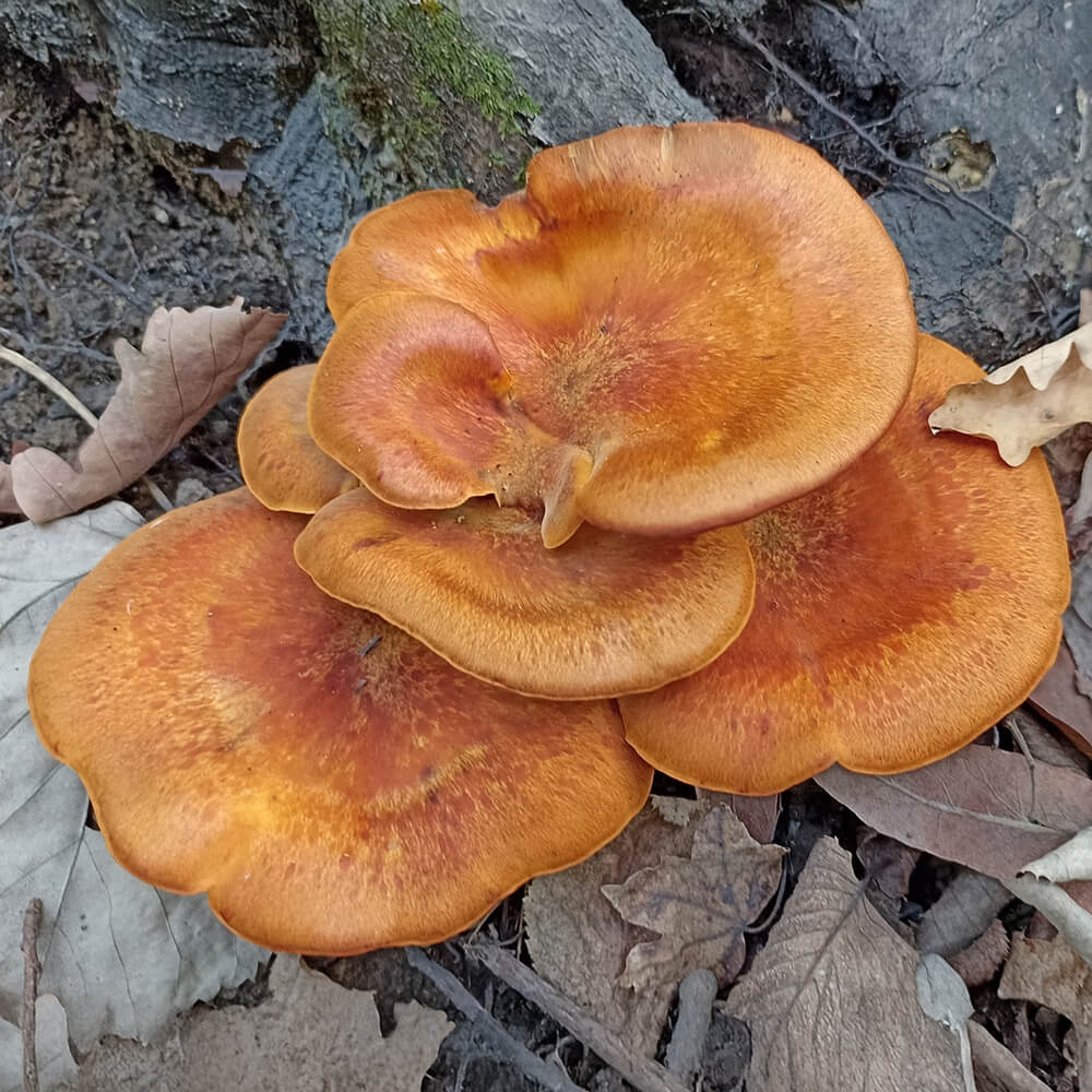 Jack-o-Lantern Mushroom (Omphalotus olearius)