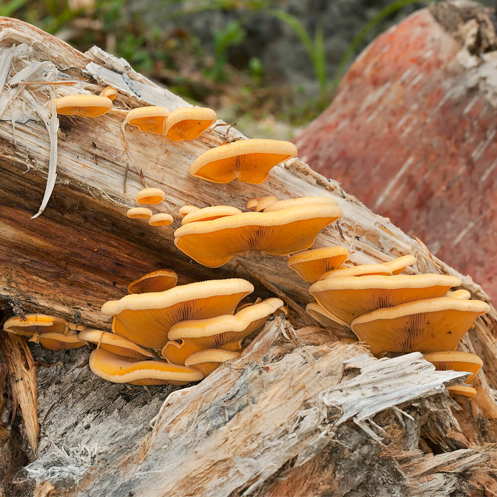 Orange Mock Oyster (Phyllotopsis nidulans)