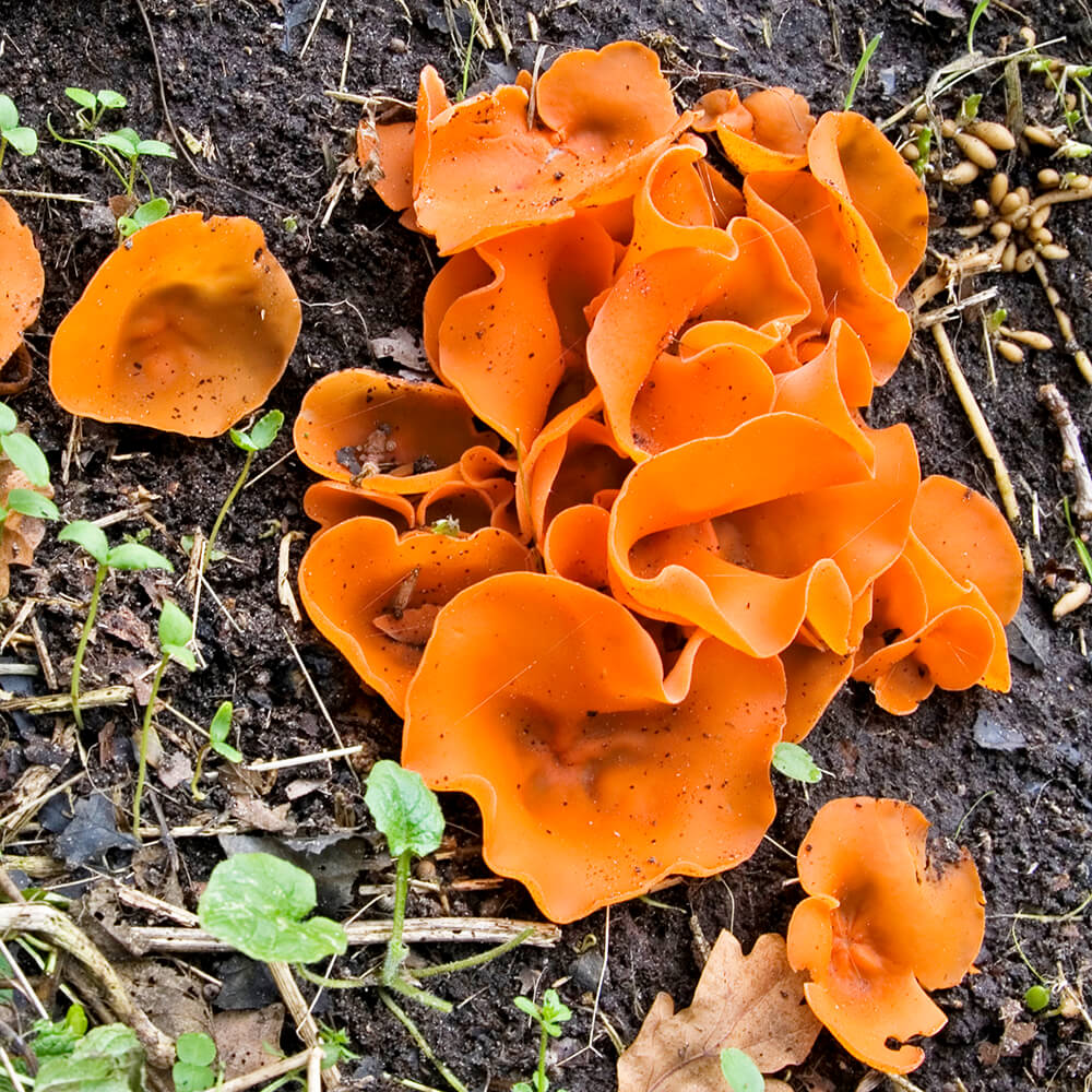 Orange Peel Fungus (Aleuria aurantia)