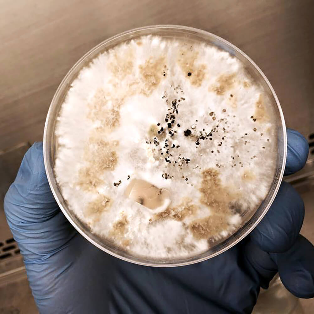 Pestalotiopsis Microspora