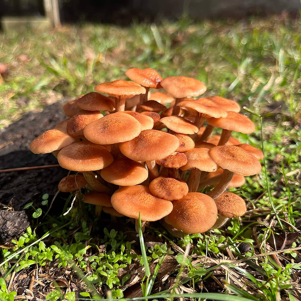 Ringless Honey Mushroom (Desarmillaria caespitosa)