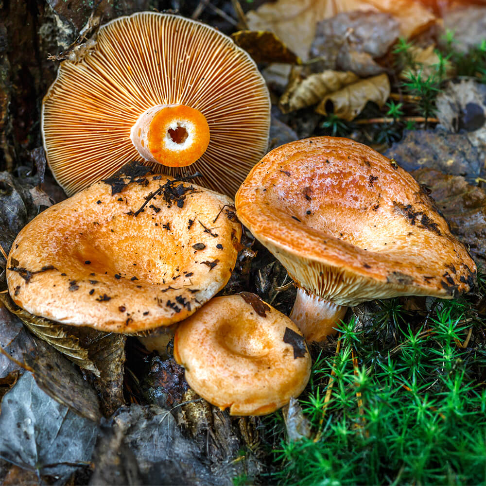 Saffron Milk Cap (Lactarius deliciosus)