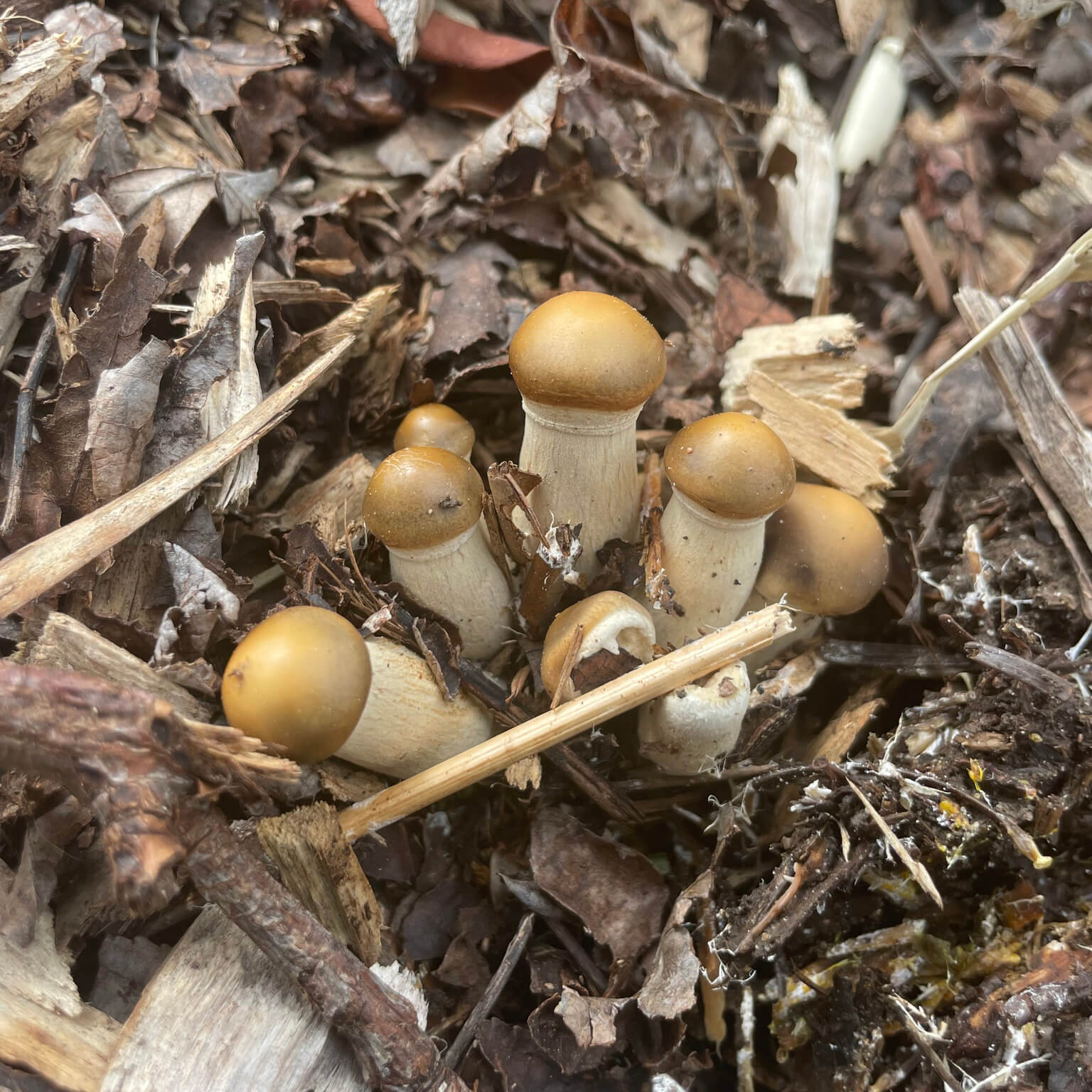 Spring Fieldcap (Agrocybe praecox)