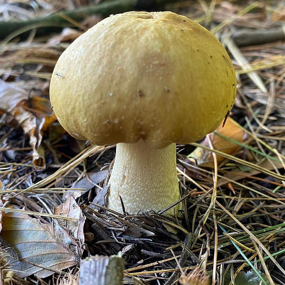 Golden Wine Cap Mushroom (Stropharia rugosoannulata var. lutea)