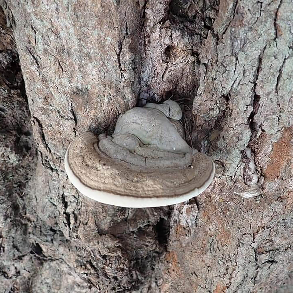 Swollen Bracket (Ganoderma gibbosum)