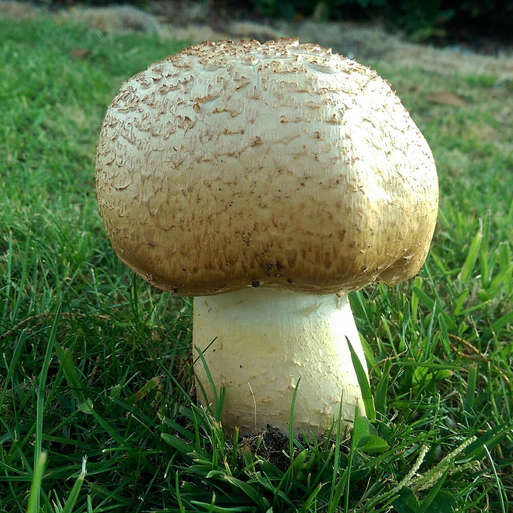The Prince (Agaricus augustus)