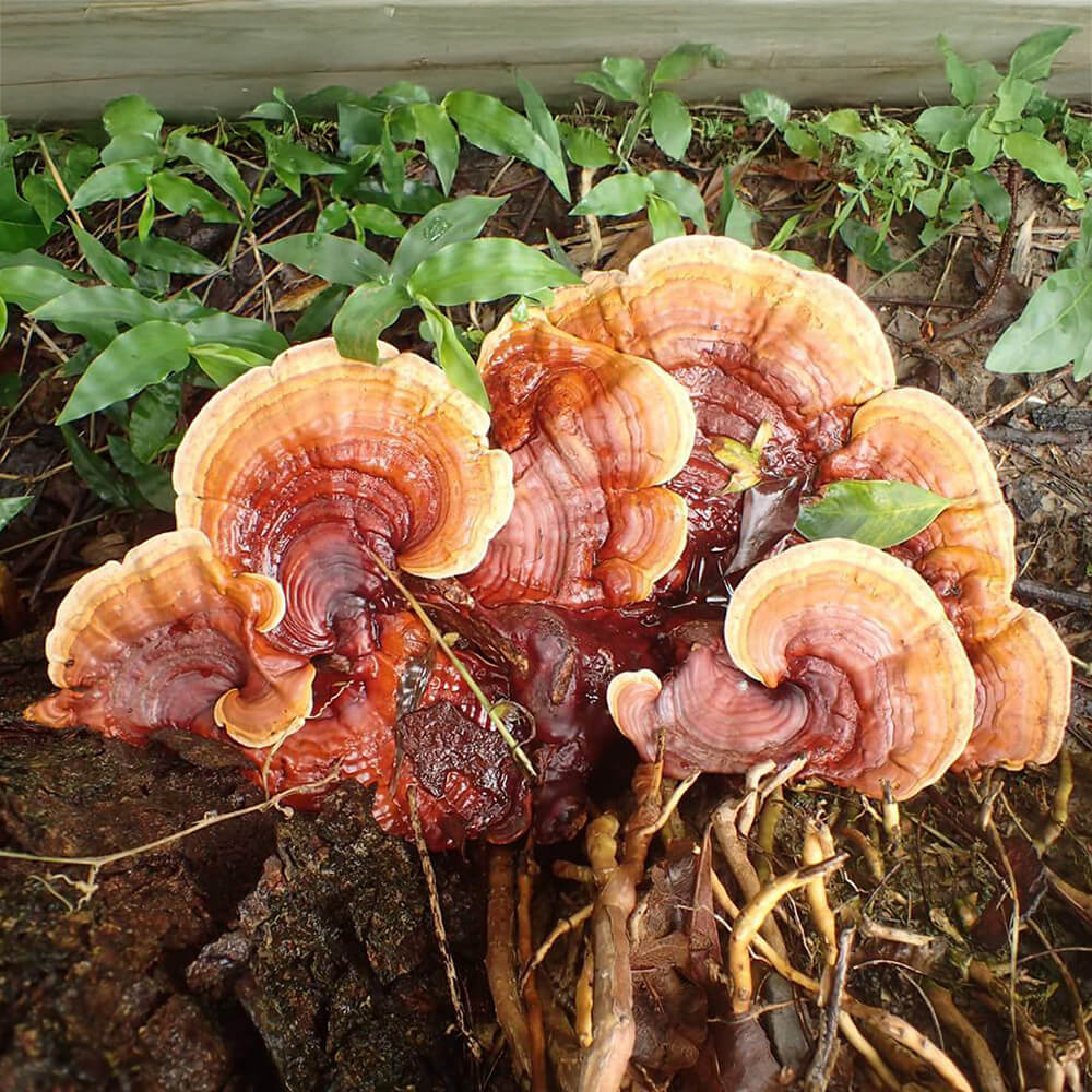 Tropical Bracket (Ganoderma tropicum)