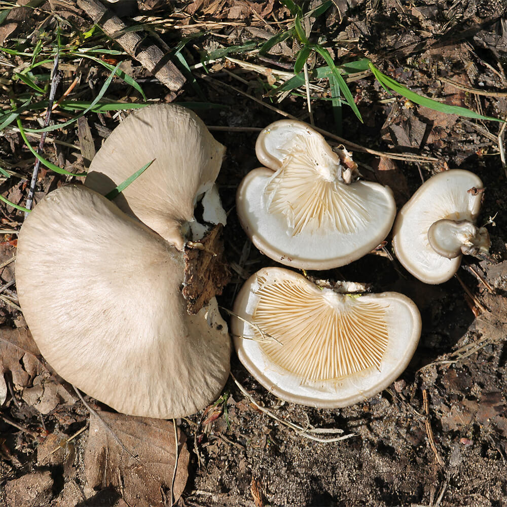 Poplar Oyster (Pleurotus calyptratus)