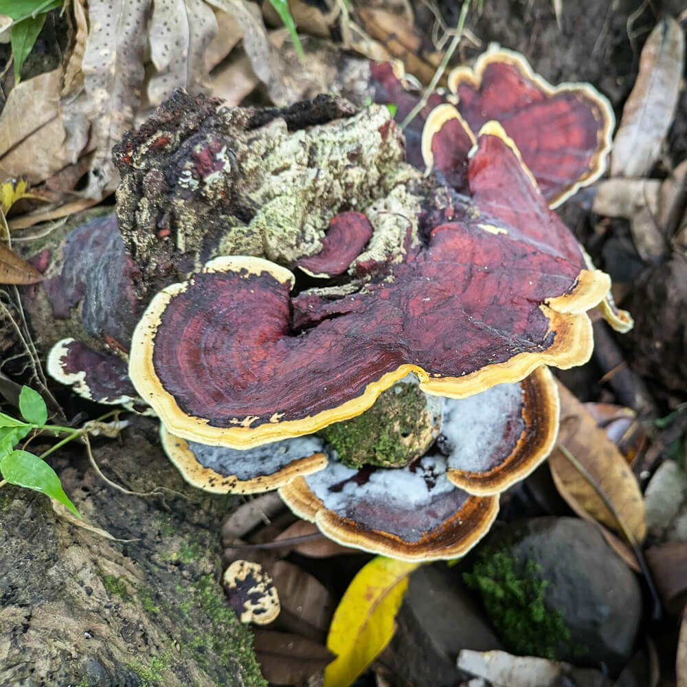 White Rot Fungus (Earliella scabrosa)