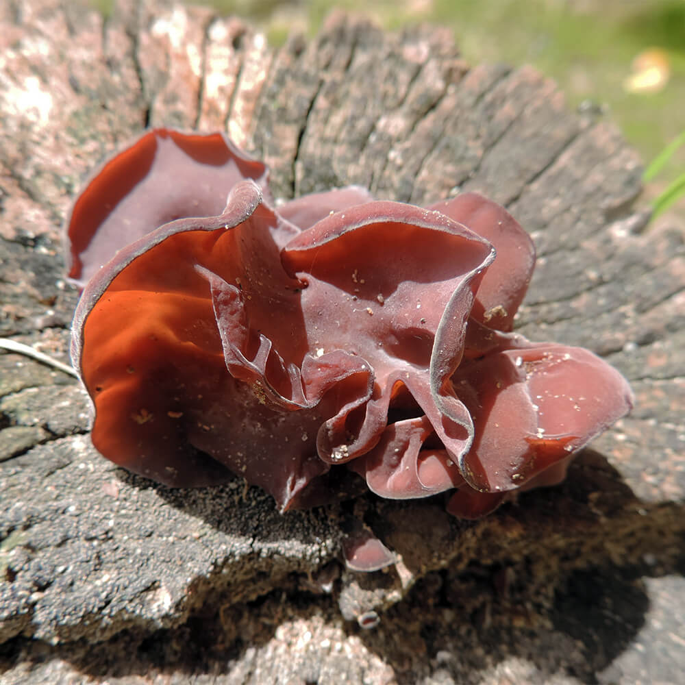 Wood Ear (Auricularia fuscosuccinea)