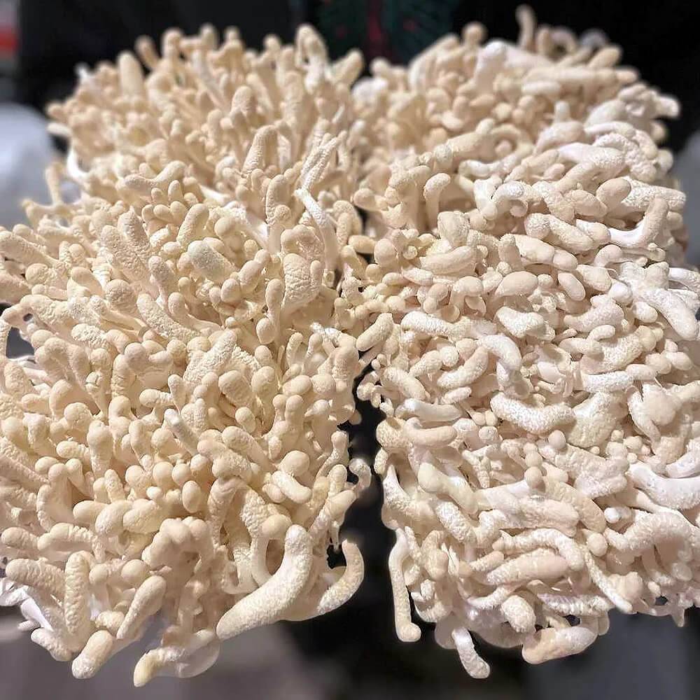 Cordyceps Militaris (Albino)