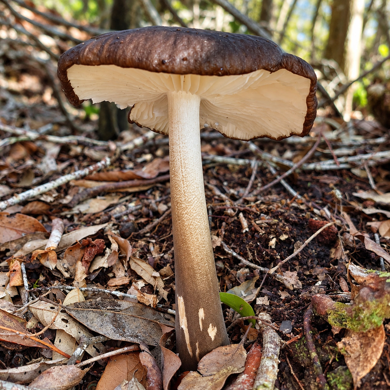 Black Termite Mushroom (Oudemansiella raphanipes) mushrooms growing in natural habitat