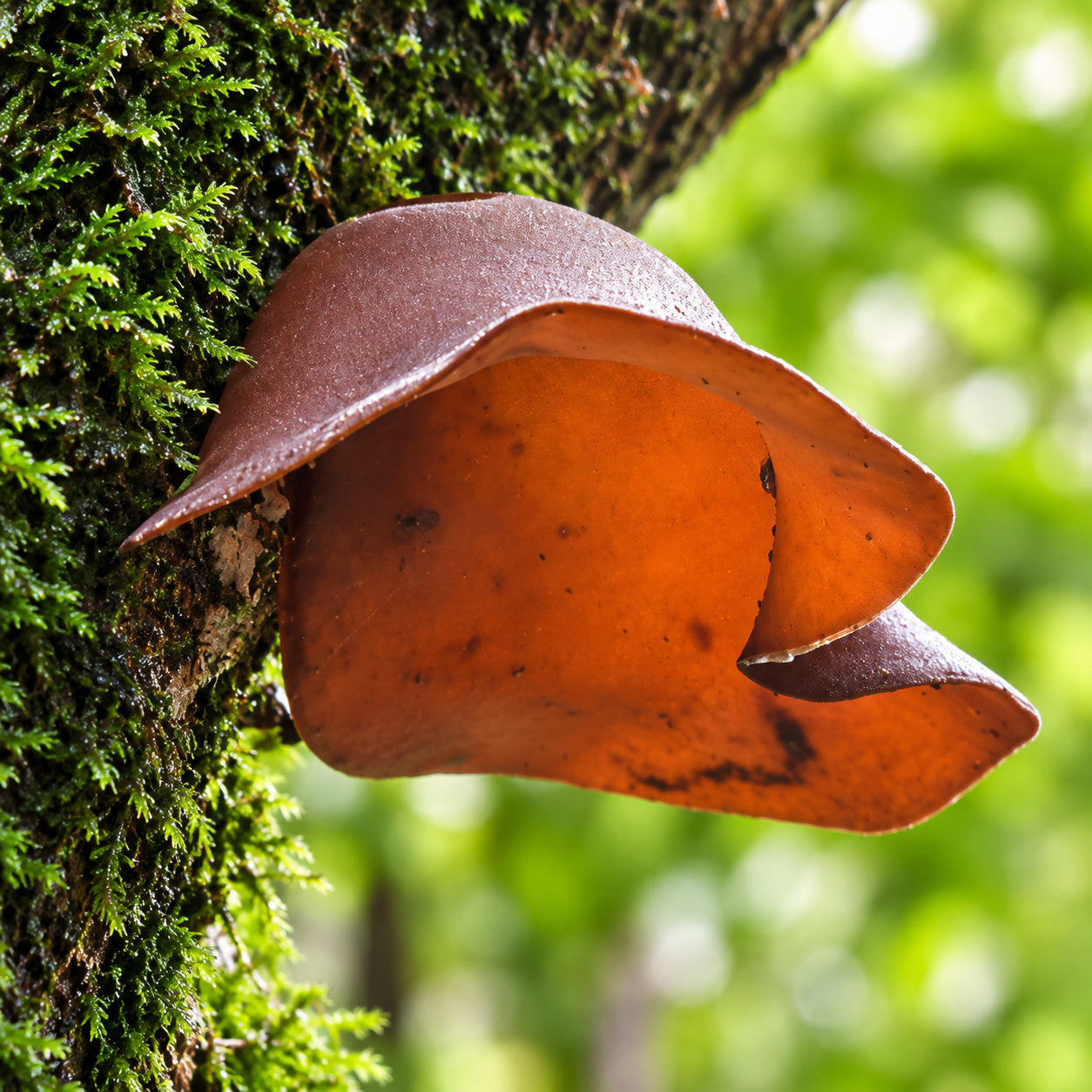 Tree Ear Mushroom (Auricularia cornea) mushrooms growing in natural habitat