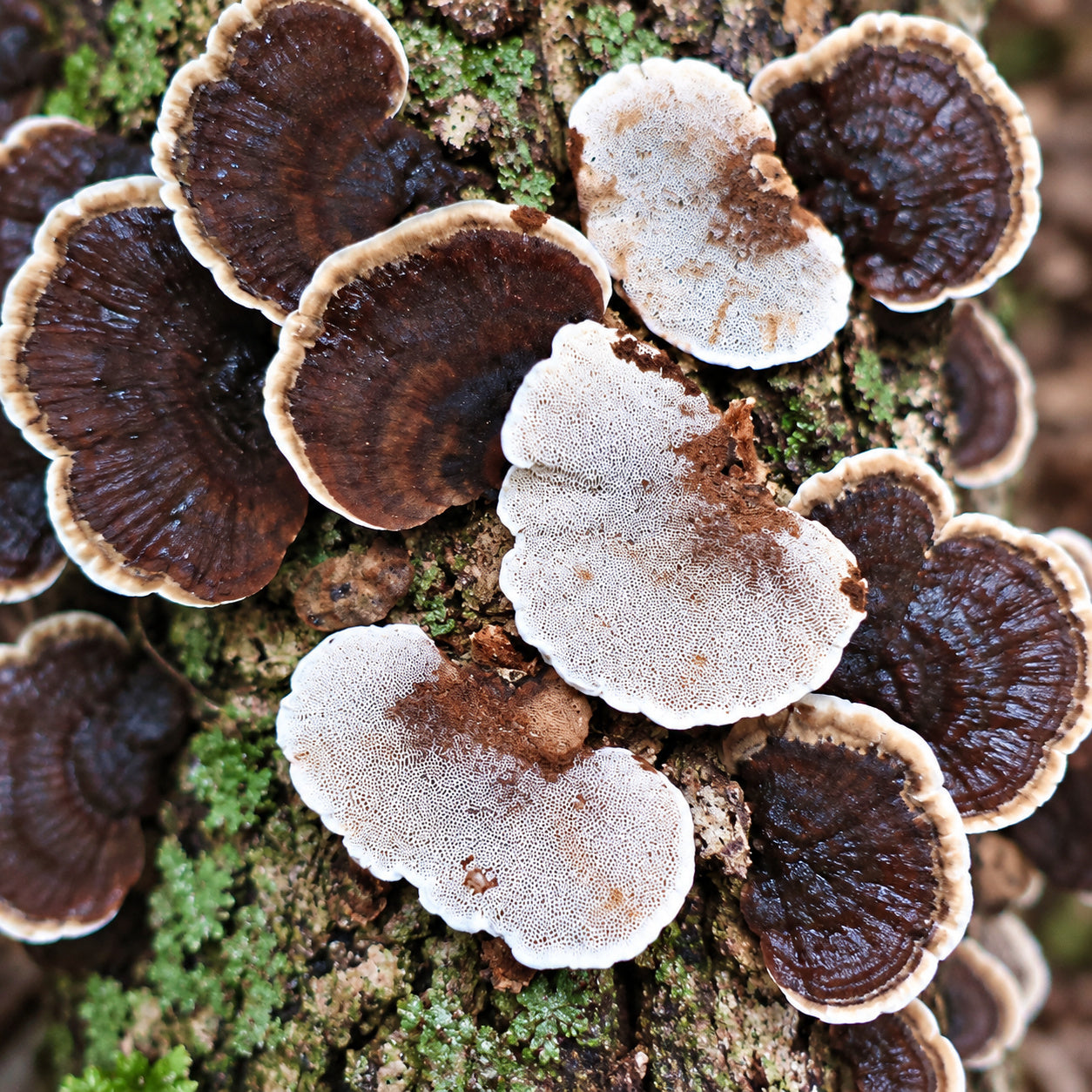 Brown Bracket (Coriolopsis badia) mushrooms growing in natural habitat