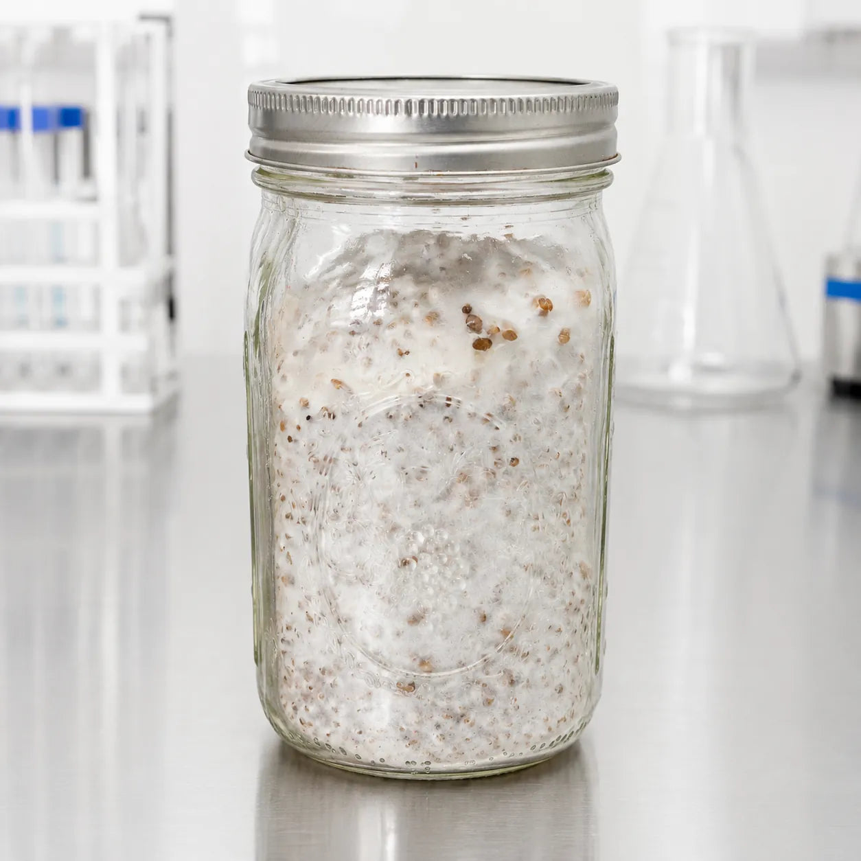 Brown Oyster mushroom grain spawn in a one quart glass jar, white mycelium across colonized rye grain, petri dishes in the background