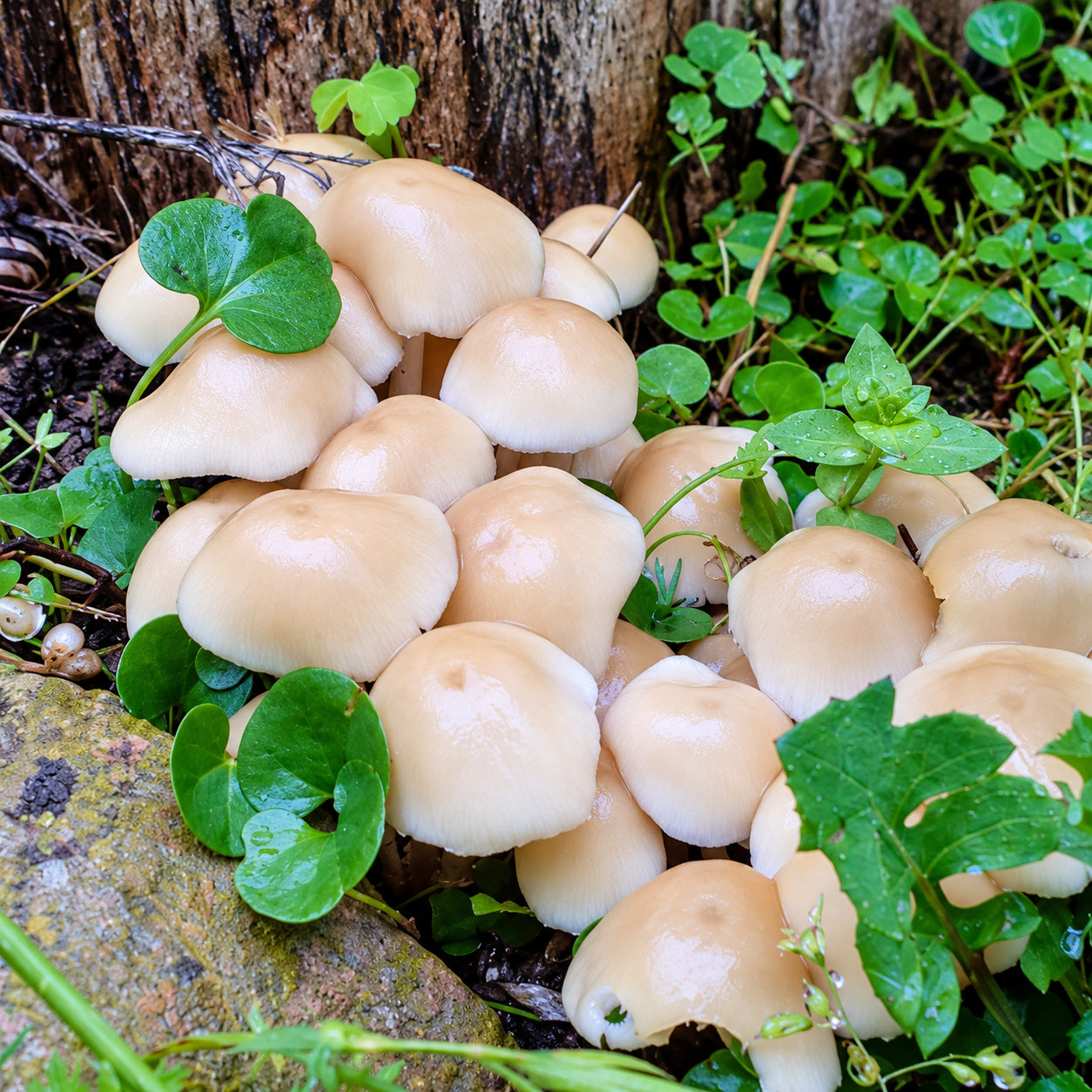 Candolleomyces sp. mushrooms growing in natural habitat