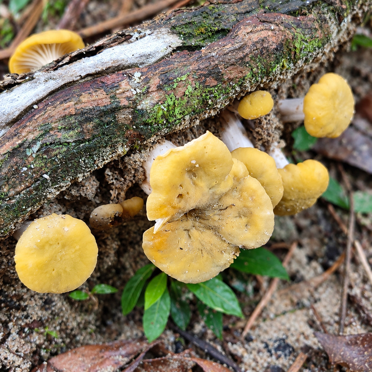 Cantharellus cerinoalbus mushrooms growing in natural habitat