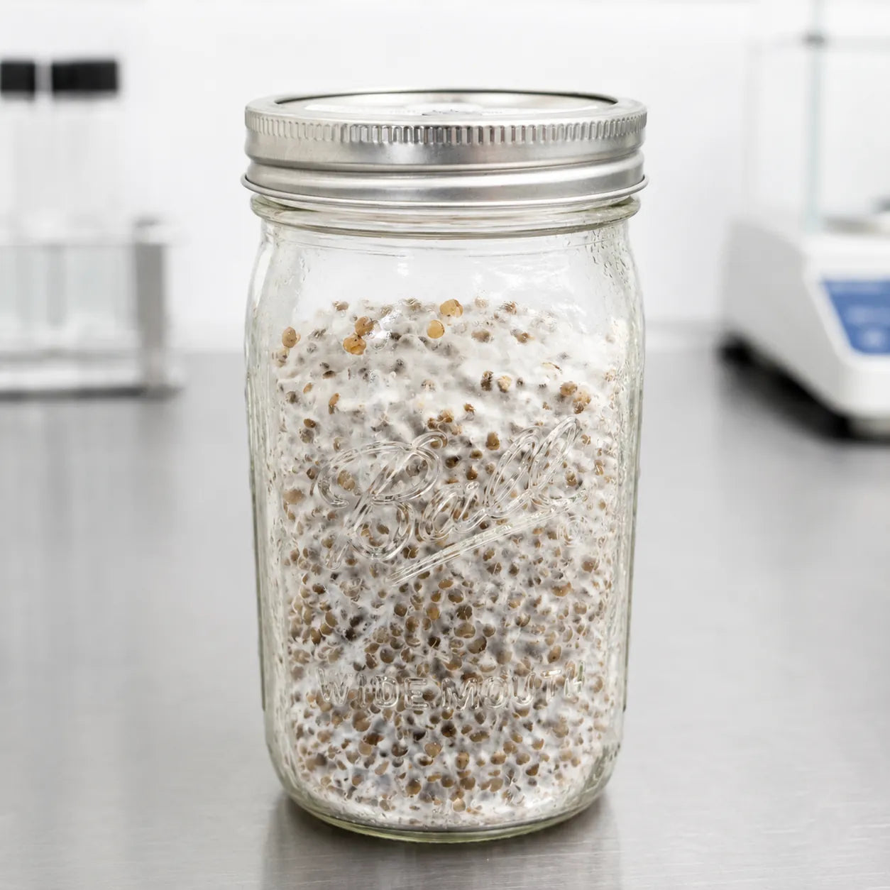 Cauliflower mushroom grain spawn in a one quart jar, white mycelium binding rye grain, on a stainless steel lab bench