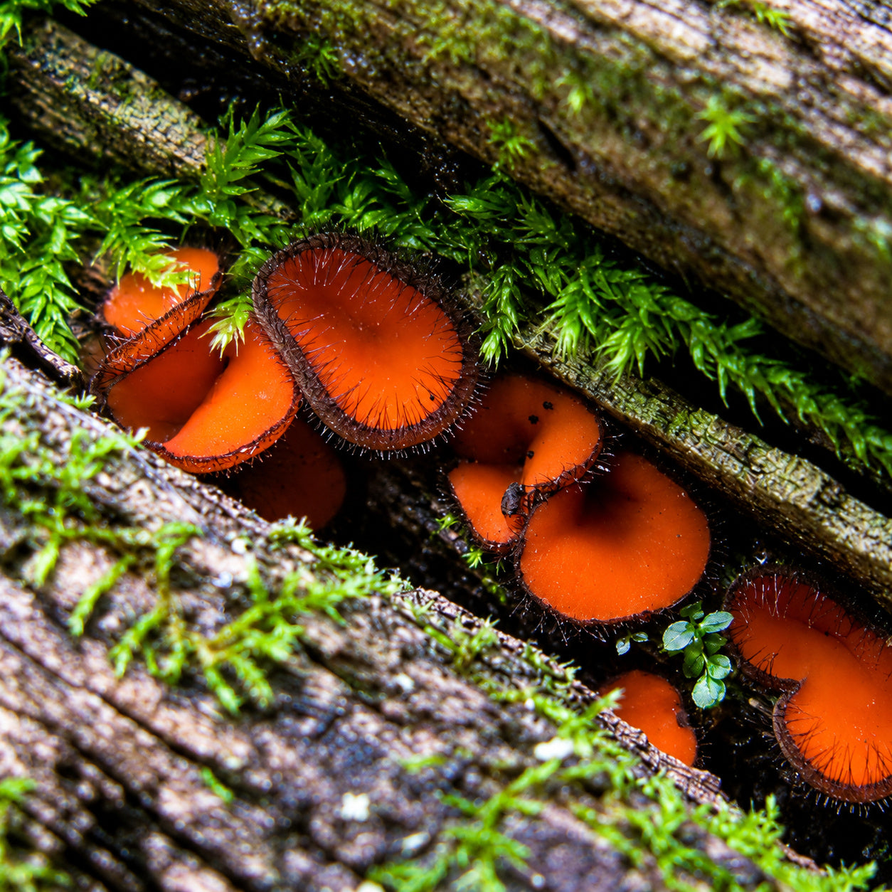 Common Eyelash (Scutellinia scutellata) mushrooms growing in natural habitat