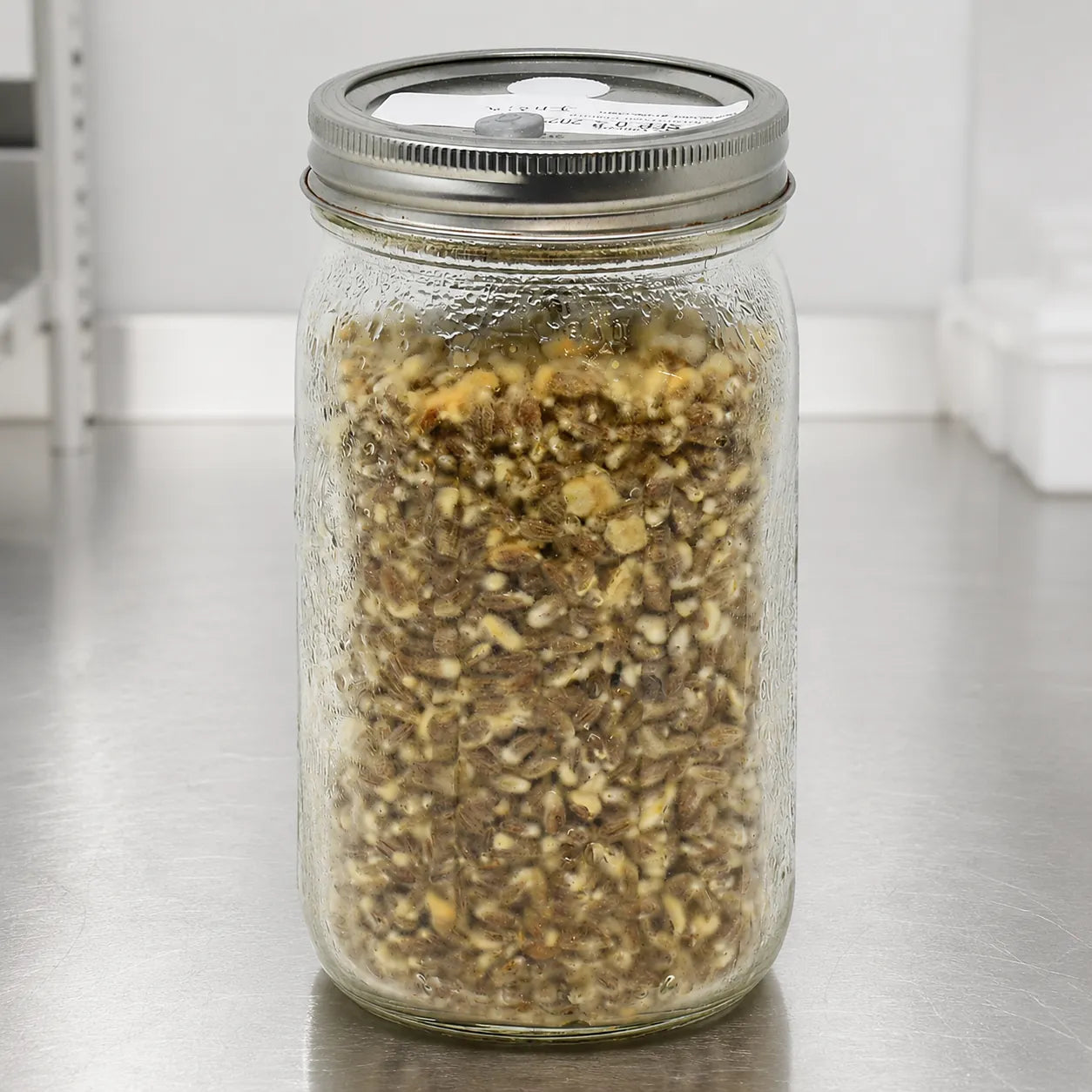 Cordyceps militaris grain spawn in a one quart jar showing the distinctive golden orange colonized grain