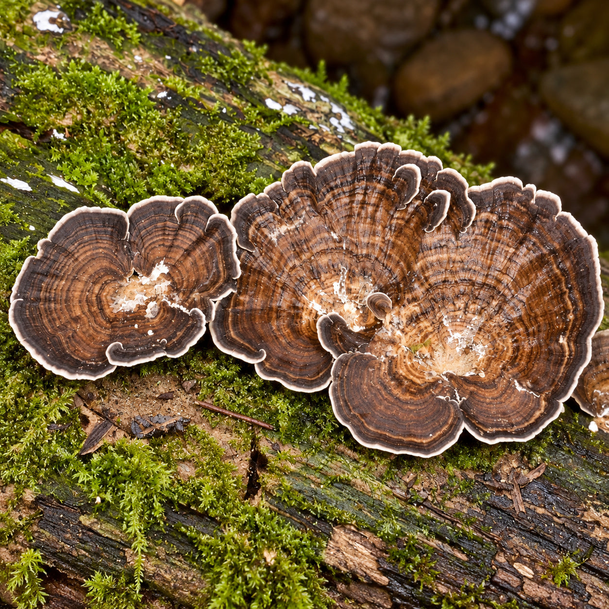 Concentric Bracket (Cubamyces menziesii) mushrooms growing in natural habitat