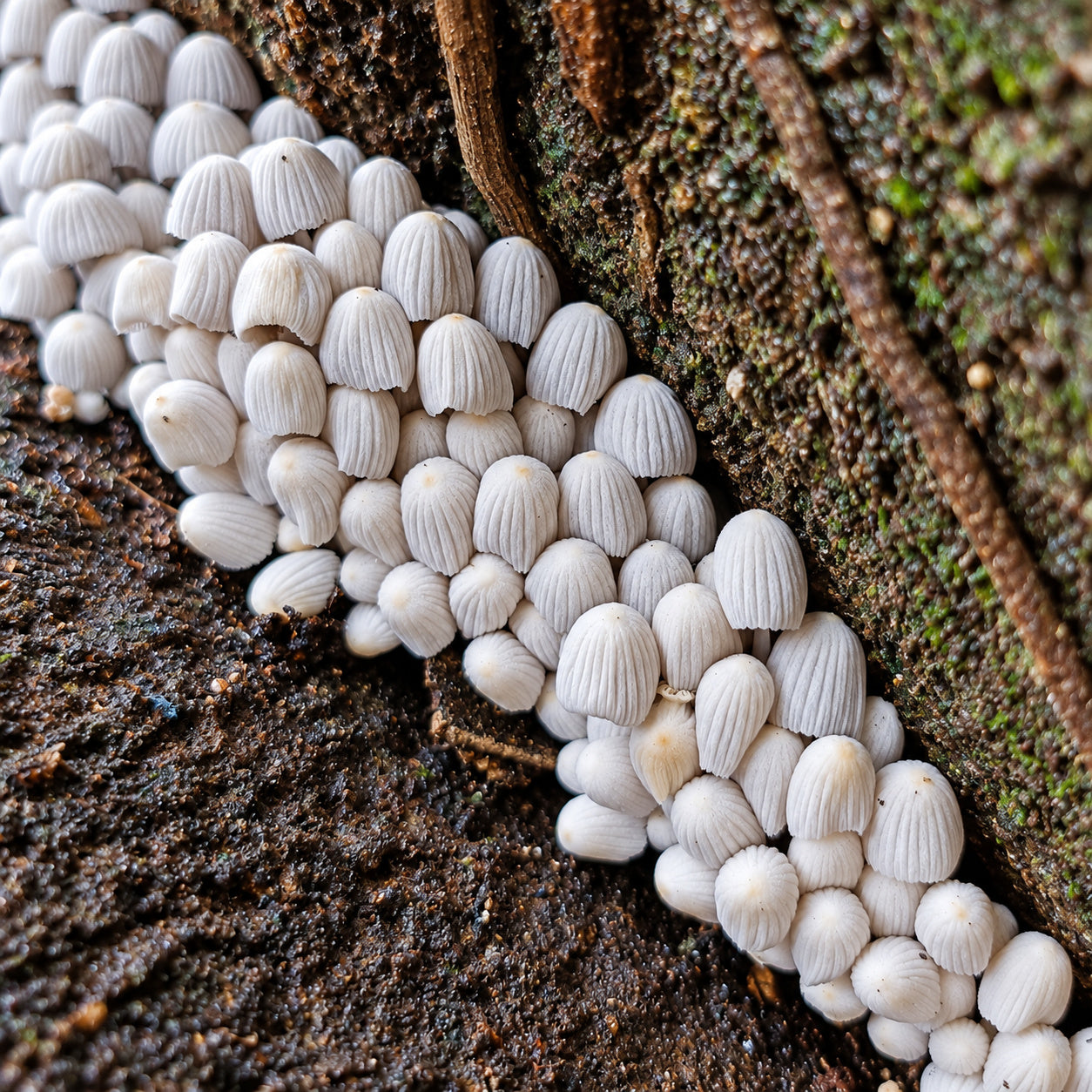 Fairy Inkcap (Coprinellus disseminatus) mushrooms growing in natural habitat