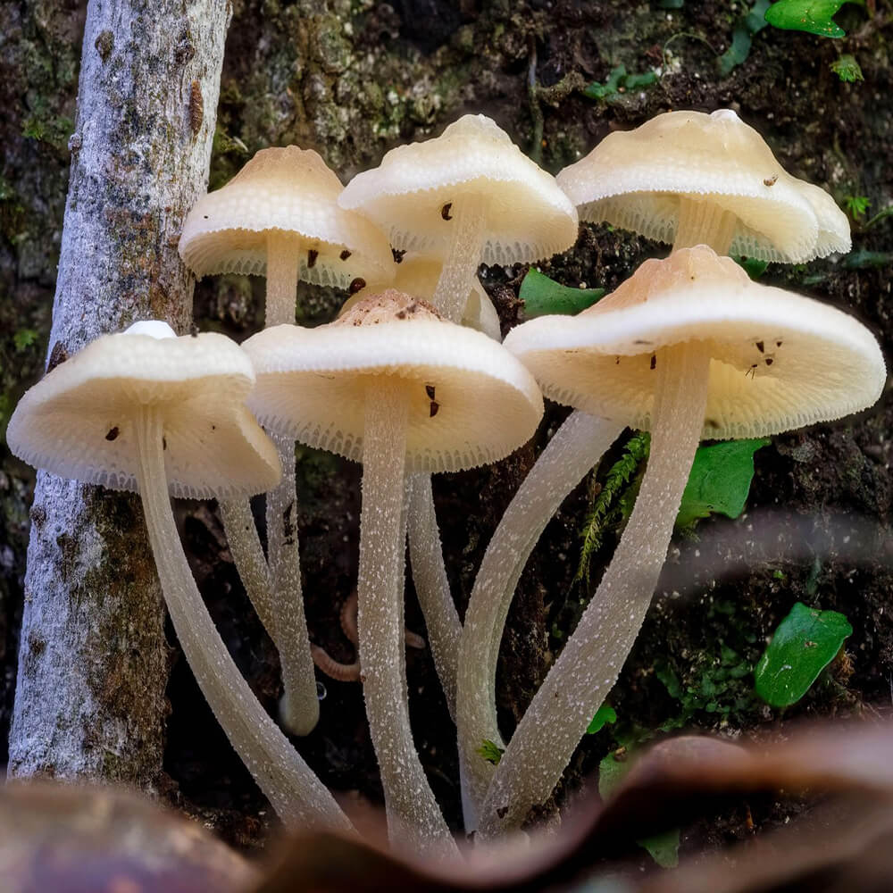 Luminous Porecap (Favolaschia maipularis)