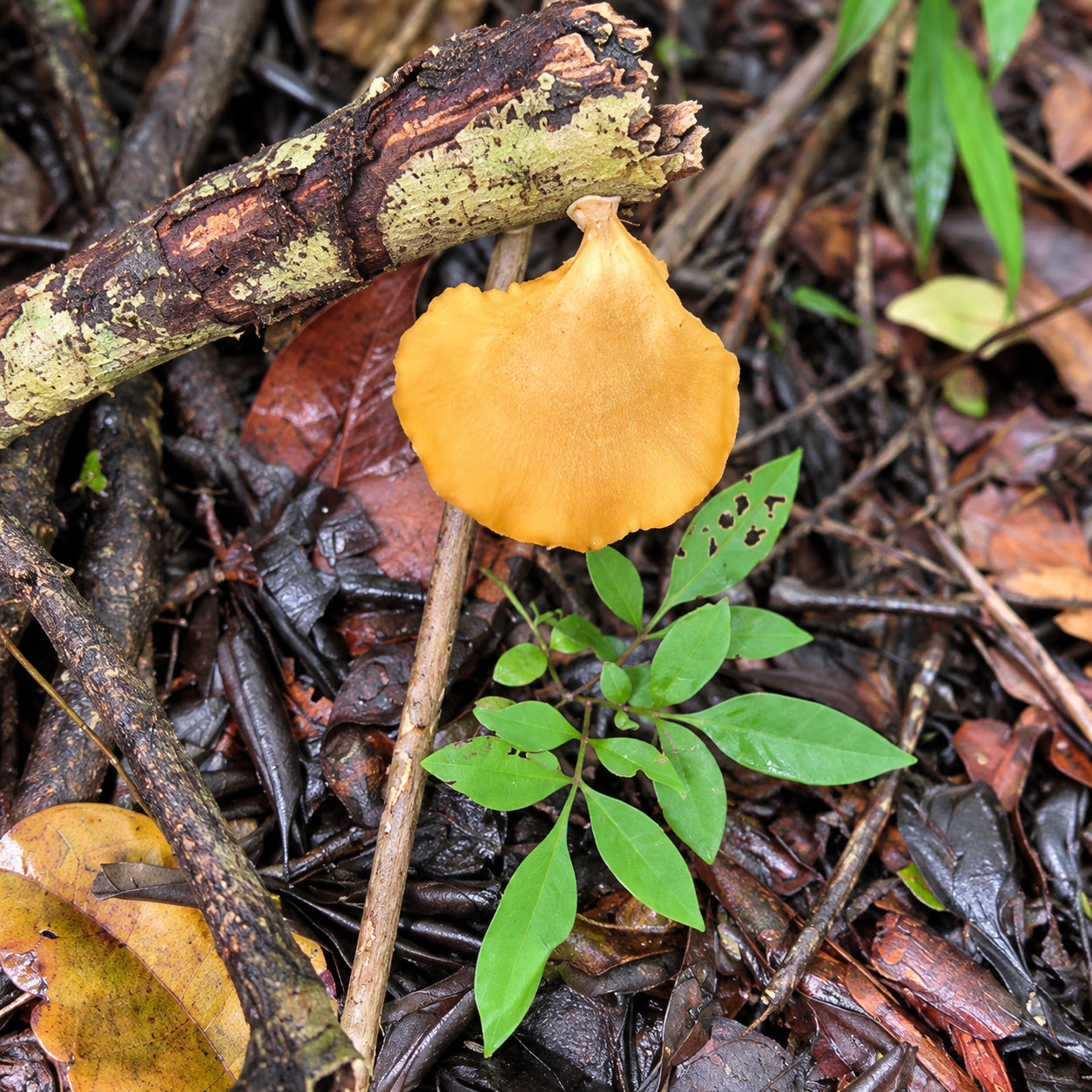 Honeycomb Fungus (Favolus grammocephalus) mushrooms growing in natural habitat