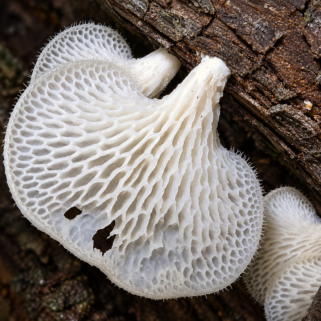 Tropical White Polypore (Favolus tenuiculus) mushrooms growing in natural habitat