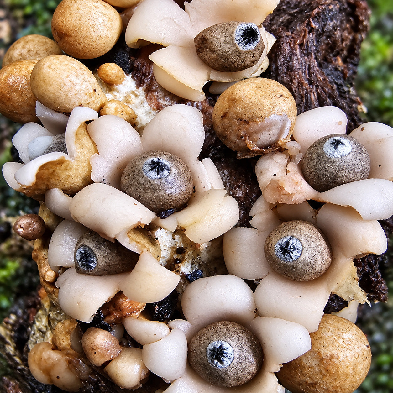 Geastrum mirabile mushrooms growing in natural habitat