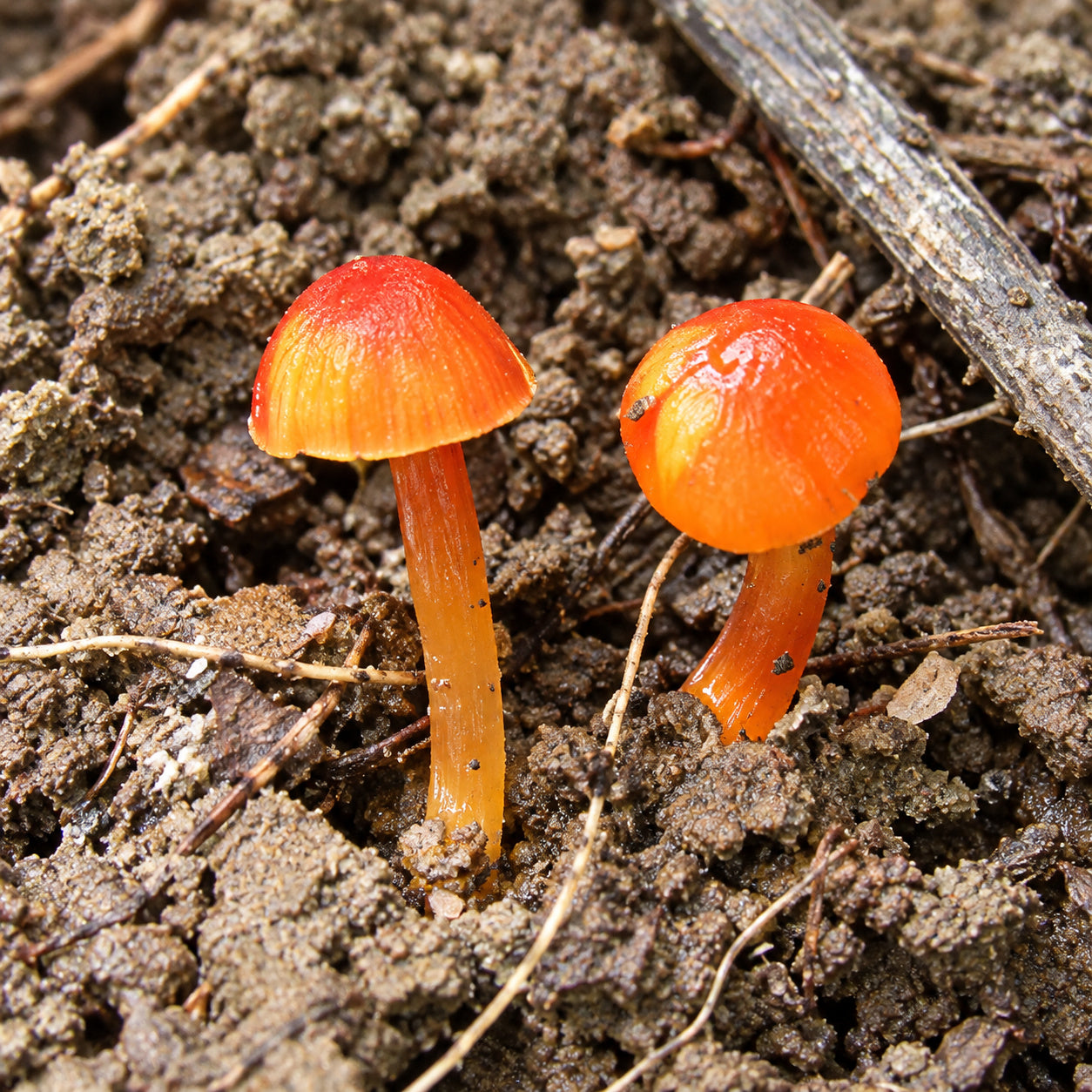 Glutinous Waxcap (Hygrocybe glutinipes rubra) mushrooms growing in natural habitat