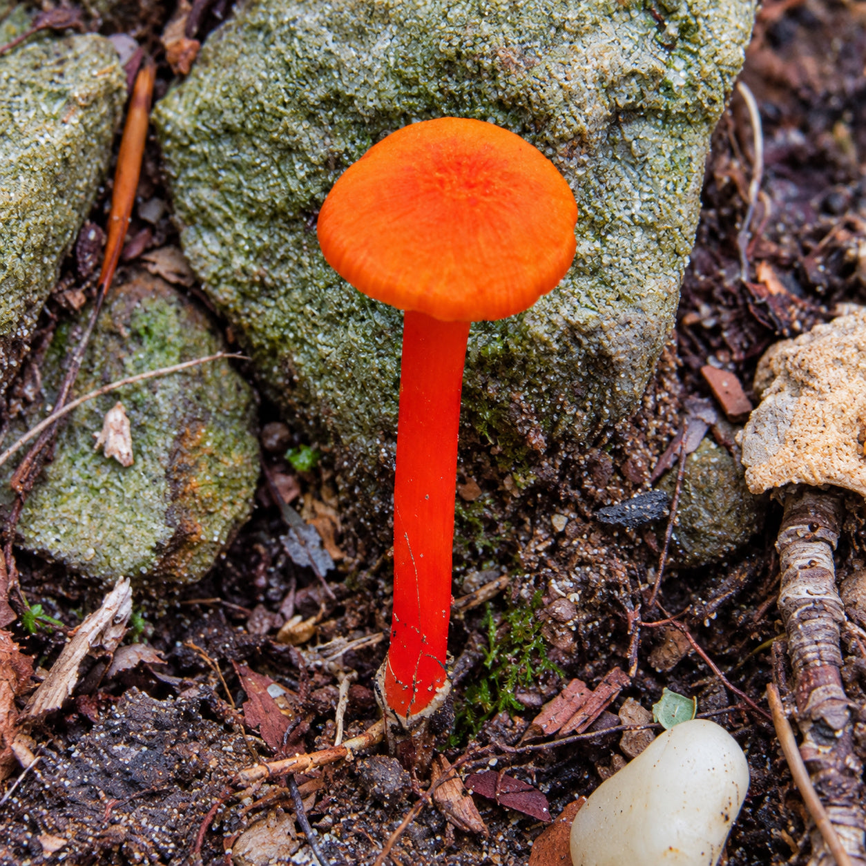Goblet Waxcap (Hygrocybe cantharellus) mushrooms growing in natural habitat