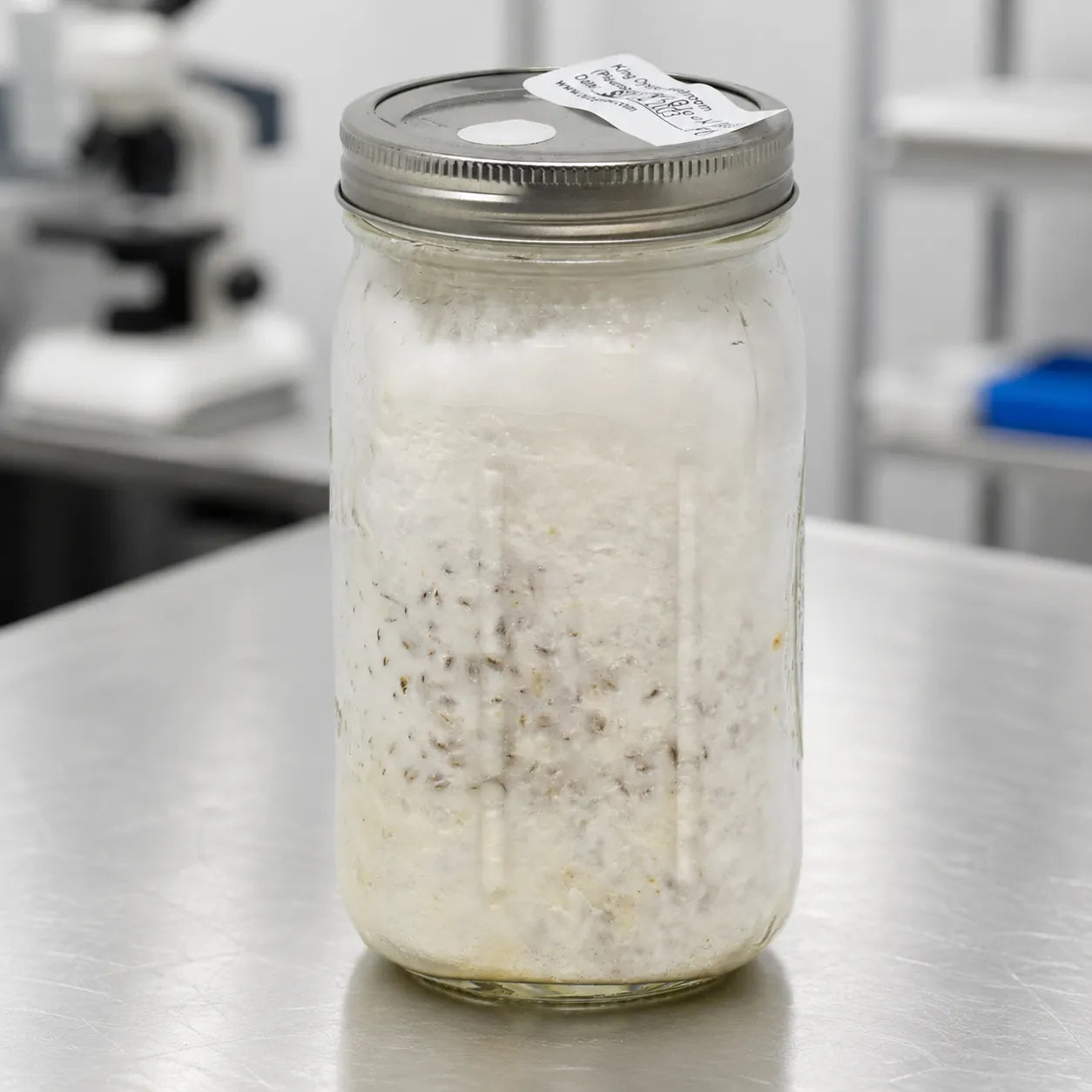King Oyster mushroom grain spawn in a one quart jar, smooth even white colonization, microscope in the background