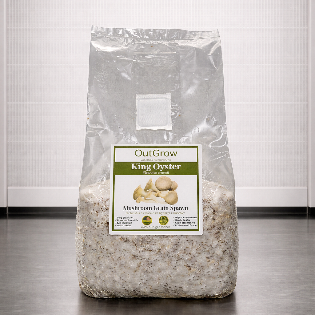 King oyster mushroom spawn sitting in front of a laminar flow hood.