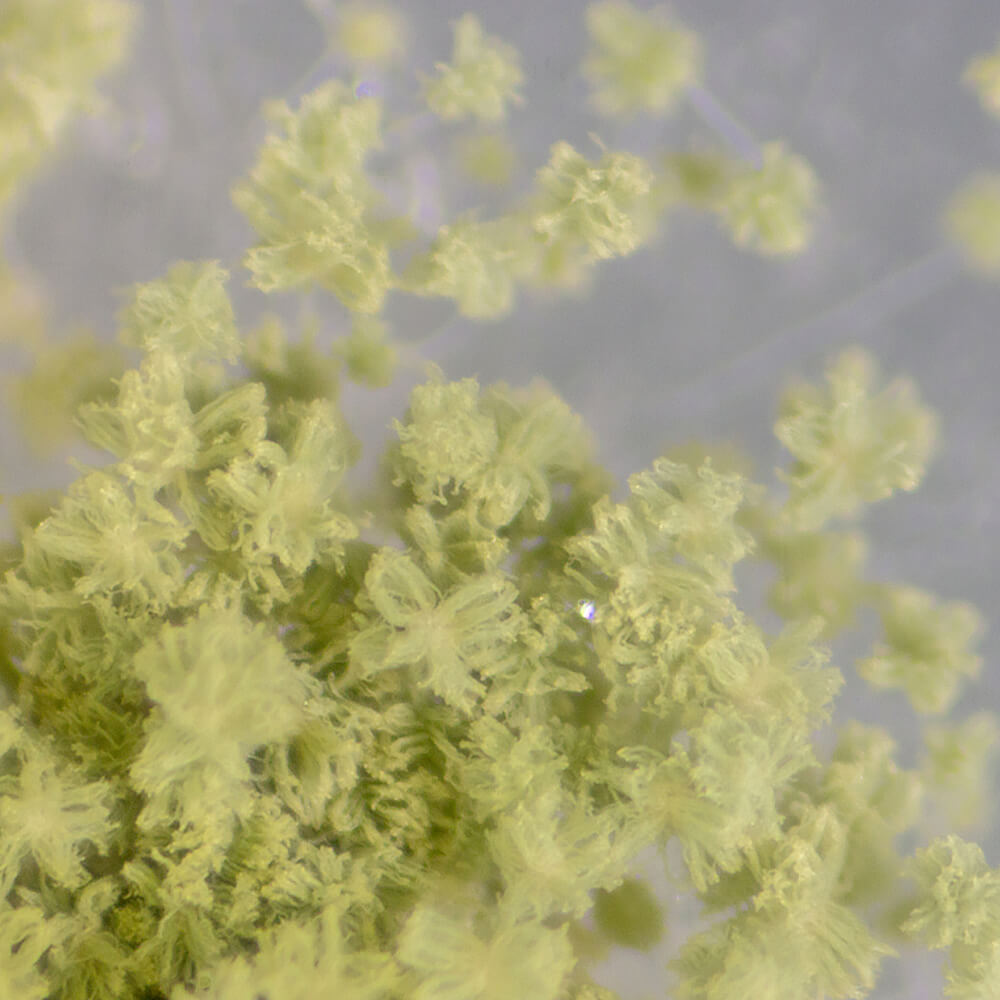 Koji - Yellow (Aspergillus oryzae)