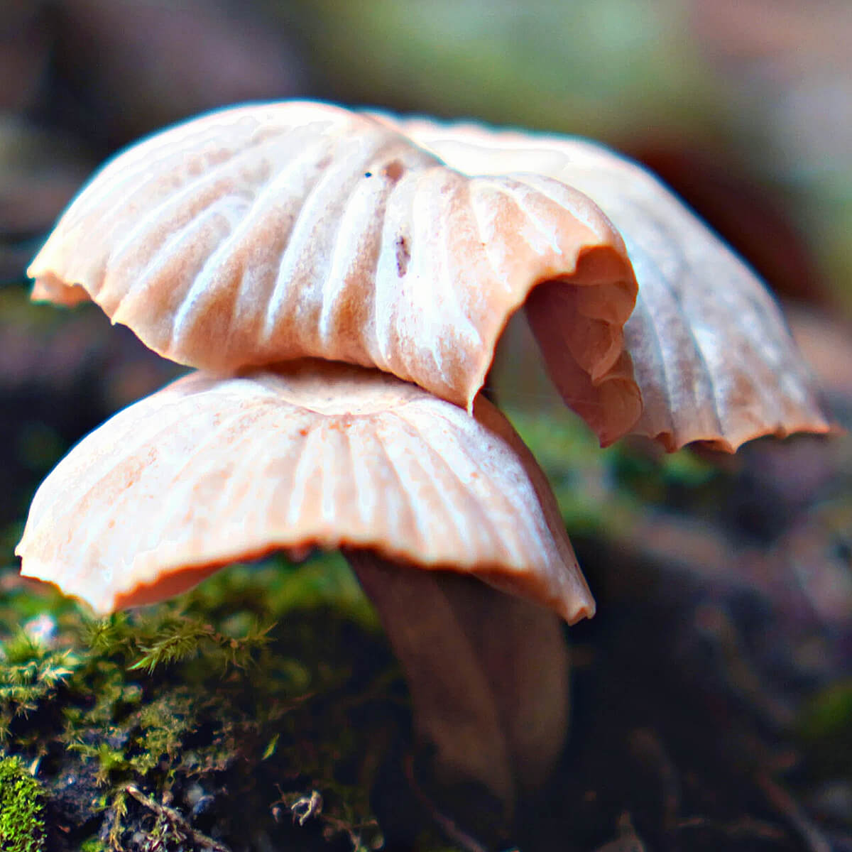 Blowing Deceiver (Laccaria CF Prava)