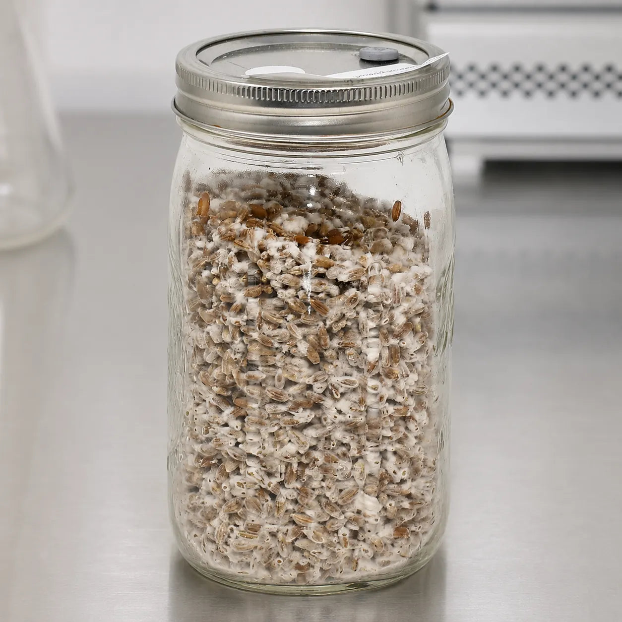 Maitake mushroom grain spawn in a one quart glass jar, tan and white colonized grain on a lab bench
